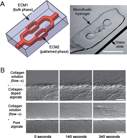 In situ
assembly of collagen fibers in a 3D microfluidic matrix. (A) Schematic of a microfluidic 3D hydrogel matrix device. (B) Time-lapse images of the collagen fiber assembly at the two-phase interface. (Reprinted with permission from ref. 56, Copyright 2008 Macmillan Publishers Limited.)