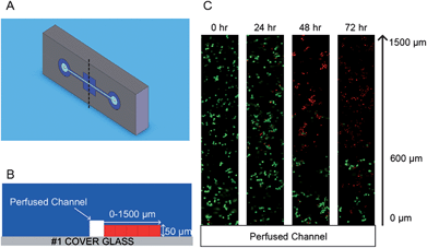 Cell-encapsulated multilayer microfluidic hydrogel device. (A) Schematic of the PEG microchannel. (B) Cross-sectional schematic of the hydrogel microchannel. (C) Confocal fluorescent image showing the viability of the fibroblast cells encapsulated within a PEG hydrogel microfluidic device with as a function of the distance from the perfusion channel (0–1500 μm, green: viable cell, red: dead cell). (Reprinted with permission from ref. 58, Copyright 2010 Elsevier.)