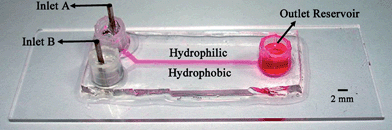 An image of a patterned microchannel with an air–liquid interface. Two inlets (A and B) and the outlet reservoir (at the exit) are shown. The hydrophilic region contains an aqueous rhodamine solution for visualization and the hydrophobic region is white in color containing atmospheric air confined inside the microdevice.