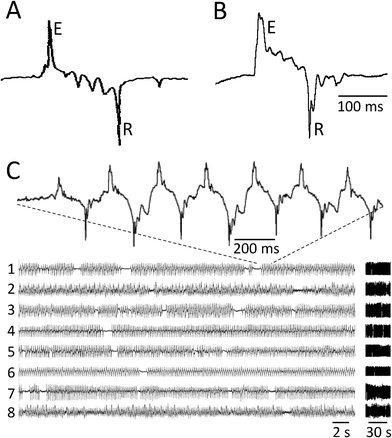 EPG recordings obtained by the conventional method and the microfluidic device. A. Pharyngeal action potential recorded using the conventional method shown in Fig. 1A (drawn to match Fig. 2A of reference24). E and R indicate the large positive (Excitatory) and negative (Relaxation) spikes, respectively, at the beginning and end of the action potential. The worm was oriented headfirst in the pipette. B. Pharyngeal action potential recorded using the microfluidic EPG device. Symbols and worm orientation are as in A. The scale bar in B refers to A and B. C. Simultaneous recordings from 8 worms in a single microfluidic EPG device. All worms except 2 and 8 were oriented headfirst in the worm trap. Vertical scales (voltage) were adjusted to produce similar signal amplitudes in all traces. The data on the left are duplicated at right on a compressed time axis, to illustrate how recordings are displayed in Figs 3 and 6.