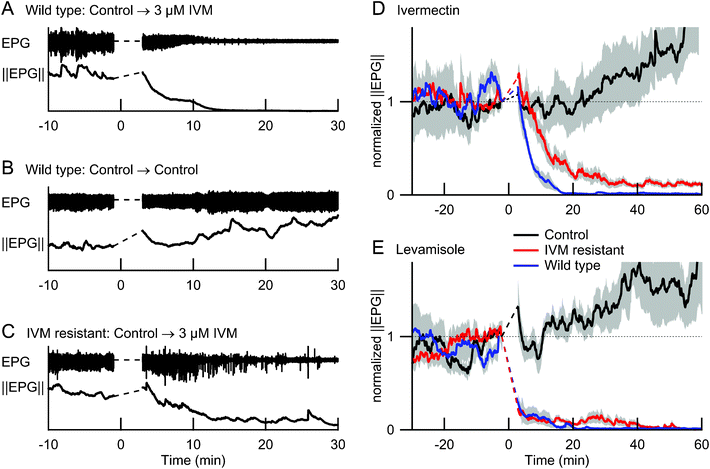 Effects of ivermectin and levamisole on the EPG and its magnitude ||EPG||(t) in wild type and ivermectin-resistant mutants. Dashed lines replace data segments obscured by electrical artifacts during the solution change. A–C show representative EPG data from three individual worms. D and E show ||EPG||(t), normalized to the value immediately before the solution change, and averaged across 5 or 6 worms per condition; grey shading shows ± 1 SEM. In all experiments, worms were first perfused with control solution (M9-5HT buffer) for > 30 min before switching at t = 0 to a test solution with 3 μM ivermectin (A,C and colored traces in D), 10 mM levamisole (colored traces in E), or control solution (B, black traces in D and E). Ivermectin-resistant worms were used for panel C and for the red traces in D and E; all other worms were wild type.