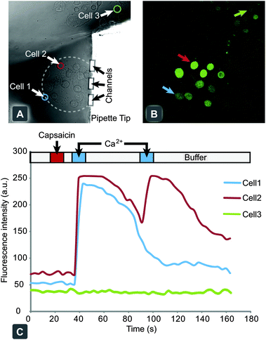 Chemical stimulation and response of individual hTRPV1 expressing CHO cells, through activation with capsaicin. (A) Bright field microscopy image of adherent cell culture of hTRPV1 expressing CHO cells, with the pipette tip targeting a small collective. (B) Confocal fluorescent micrograph of Calcium Green™ loaded cells after stimulation with capsaicin and subsequent exposure to Ringer's solution, spiked with 10 mM calcium chloride. (C) A graph of individual cellular responses to the application protocol, with the delivery times highlighted above. Cells 1 and 2 are within the recirculation zone and display a positive activation response. Cell 3 is a representative cell from the background outside of the stimulation zone.