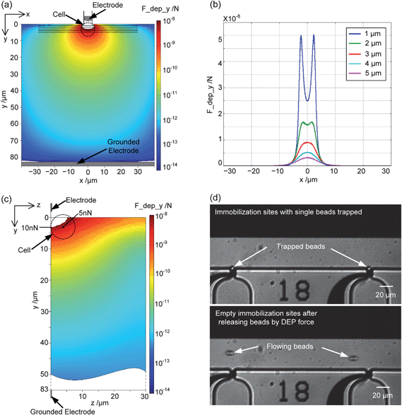 Characterization of single-bead releasing by the nDEP force. Simulation results of the nDEP force distribution (AC voltage: 20 Vpp at 5 MHz): (a) y-component of the nDEP force distribution around the cell orifice in the xy-plane (z = 0); (b) nDEP force along the five black lines in (a), which refers to the distance from the entrance of the trapping orifice; (c) y-component of the nDEP force distribution around the cell orifice in the yz-plane (x = 0). The dotted ring is the assumed 8 μm bead immobilized at the orifice. Experimental results of trapping and releasing of single beads: (d) Single beads are immobilized at each immobilization site (top picture) by an applied pressure of −2000 Pa with the flow rate of fluid at the cell culture channel of 0.1 μl min−1; and single beads are released (bottom picture) by the nDEP force activated by 15 Vpp AC voltage at 7.5 MHz.