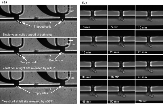Experimental results of yeast cells. (a) Single yeast cells (budding yeast cell at left site) are immobilized by the suction pressure of −2000 Pa with 0.1 μl min−1 flow rate, and immobilized cells are selectively released by the nDEP force, activated by a 5 MHz, 20 Vpp AC voltage. The long common electrode, located in the cell culture channel at 85 μm distance from the targeted electrode, is grounded and not shown in the figures for the reason of space. (b) 70 min real-time imaging of the budding process of an immobilized single yeast cell with the same flow conditions as in (a).