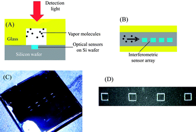 (A) Cross-sectional view of the FP sensor array fabricated on etched silicon wafer inside a 1 mm deep and 450 μm wide microfluidic channel. (B) Top-view of the FP sensor array. Four different polymer solutions were dropped into the etched wells using a micro-dropper. Dimensions are not to scale. (C) Image of an etched silicon chip containing the sensor array. The overall device was 8 mm × 6 mm and has an inlet and an outlet, to which a capillary column could be inserted for fluidic connection. (D) Image of 4 wells on chip. Each well was 200 μm × 200 μm and 1.3 μm deep. The wells were separated by 800 μm.