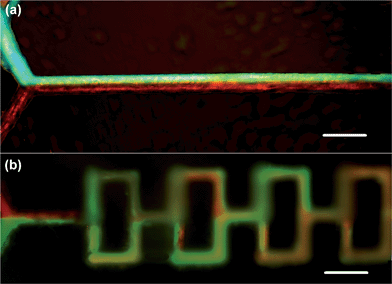 
            Fluorescence microscopy images of the (a) 1D and (b) 3D microfluidic mixing experiments, where two fluids (red and green) are mixed at Re = 5.3. Scale bars = 150 μm.