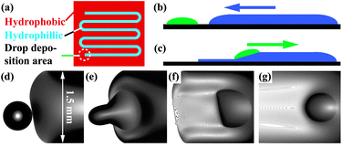 (a) Sketch of a typical hydrophobic/hydrophilic surface pattern. (b + c) Illustration of the mobilization of a droplet, (b) the sub-phase liquid spreads towards the droplets due to capillary pressure, (c) the droplet is in contact with the sub-phase, is mobilized, and propels along the confined sub-phase film. (d–g) Different stages in a propulsion experiment with initial film thickness h0 = 295 μm. (d) Droplet (VD ≈ 19 nl) prior to contact with the advancing sub-phase rivulet. (e) Droplet ≈ 0.1 s after contact with the sub-phase, in the process of getting mobilized. (f,g) Droplet in an early (t = 1 s) and later stage of the propulsion (t = 77 s). The initially nearly half circular shape quickly relaxes towards a circular one.