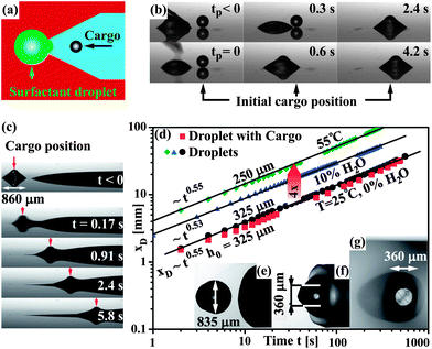 (a) Sketch of the surface pattern used for cargo loading, prior to sub-phase deposition. A droplet deposited on the tip of the hydrophilic wedge propels forward towards the cargo due to the increasing hydrophilic surface area covered by it. (b) Experimental images of the cargo pick-up, taken with a telecentric lens in a side-view configuration. The initial cargo position is indicated by the black arrows on the bottom. (c) Mobilization and propulsion of a particle transporting droplet. The cargo position in the micrograph sequence is indicated by the red arrows. (d) Droplet position as a function of time for a droplet and a particle-transporting droplet indicated by the black circles and red squares, respectively. Also shown, data for drop propulsion on sub-phase liquid with viscosities reduced by increased temperature (green diamonds) and addition of 10 wt% DI water (blue triangles). (e–g) top-view images of a particle-transporting droplet, (e) prior to mobilization, (f) during mobilization, (g) propelling with the particle.