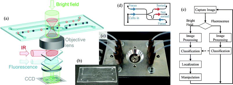 (a) Cells within the microchannel can be localized and classified with bright field (green) and/or fluorescence (blue) illumination through a high NA objective. Once a cell is classified, it is moved by optical tweezers (red) to a streamline of laminar flow which leads to the outlet for sorted cells. (b,c) Photographs of microfluidic chamber inserted into its chip holder and connected to tubing. (d) Fluid flow diagram with 3 inlets (blue) and 2 outlets (red). (e) Logical flow diagram for a popular sorting mode: 1. classification by the intensity in the fluorescence channel; 2. Additional classification by the size in the bright field channel. After positive classification, the bright field image is used to determine the location for the most efficient manipulation.