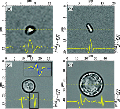 Determination of the optimal trapping positions on four different cell types ((a) mitochondrion, (b) bacterium, (c) yeast cell, (d) protoplast) with transmission intensity of bright field illumination. A local minimum in the image intensity Δ indicates a high refractive index gradient Δn and thus results in high trapping forces Fgrad. The inset of (c) illustrates the approximation of the force profile according to eqn (6).