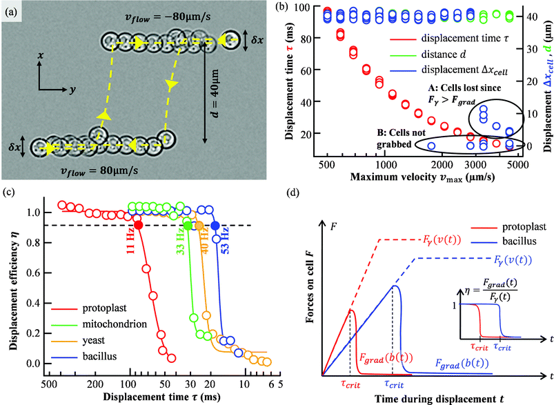 Displacement of different cells out of a flow. (a) Flow in a microchannel is emulated with a moving piezo stage at vflow = 80 μm s−1. Cells can be repeatedly and automatically displaced with the optical trap by reversion of the sorting direction after each “flow-through”. 2 cycles through the sorting region are marked with yellow dashed lines. δx indicates the flow position uncertainty along x, d is the nominal displacement. (b) The measured displacement duration τ (red), the nominal displacement distance d (green), and the actual displacement distance (blue) are recorded as a function of maximum trap speed vmax. (c) The displacement efficiency η as a function of displacement time η for all four cell types. Efficiency drops abruptly for a critical displacement time τcrit. Possible sorting rates 1/τcrit are given for η = 0.9. (solid markers). The solid lines represent sigmoidal fits to estimate the probabilities of correct sorting. (d) Qualitative change of optical force Fgrad and viscous drag force Fγ over time for the case that a cell drops out of the trap during acceleration. At τcrit the optical force can no longer counteract the viscous drag force and efficiency drops to zero.