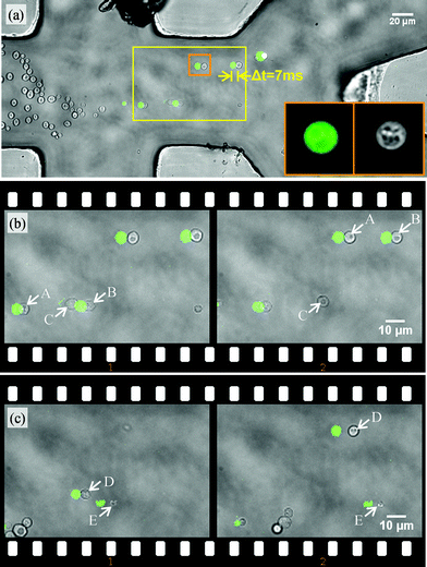 (a) Sorting of yeast cells in a microfluidic chamber by fluorescence level and size. Cells are classified by a fluorescence image (see green spots in the excitation region) and are localized in the subsequent bright field image. Positively classified cells are sorted to the upper outlet. Inlet images (16 μm × 16 μm) give an impression of resolvable features for classification. In the image sequence (b), fluorescent cells (A, B) are sorted out, non-fluorescent ones (C) not. In sequence (c), the fluorescent cell D is sorted, while structure E is a small fluorescent particle and consequently ignored. The time difference between the left and the right frame of the sequences (b) and (c) is 0.34 s. (Video available online as ESI S5.)