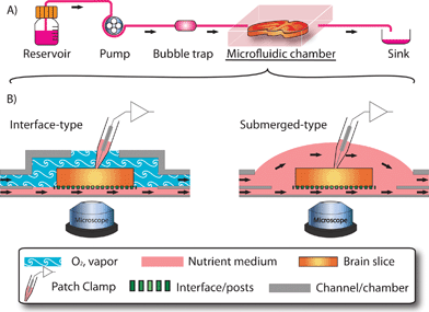 Overview of organotypic brain slices