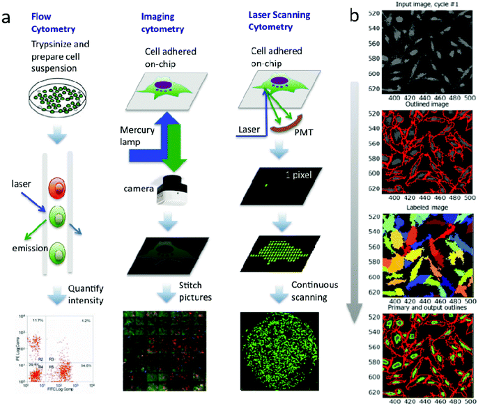 High-content single-cell analysis on-chip using a laser microarray scanner  - Lab on a Chip (RSC Publishing) DOI:10.1039/C2LC40309A
