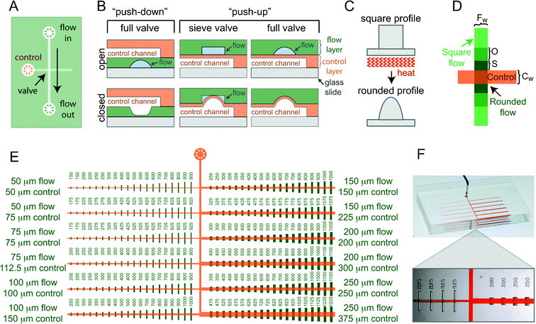 Experimental geometries. (A) Top view of an MSL valve. (B) Side view of two-layer “push-down” and “push-up” devices. Pressurization of control channel deflects membrane separating the layers, closing valve (compare top and bottom). Valves with square flow channel profiles leave pockets of fluid flow (blue), creating a sieve (“push-up” configuration, left column). Valves with rounded flow channel profiles seal completely (“push-up” configuration, right column). (C) Slow heating of square channels made of positive photoresist allows reflow. (D) Rounded photoresist feature widths should match flow channel width (Fw); lengths are defined by control channel width (orange, Cw), spacing between rounded (dark green) and square (light green) photoresists (S), and overlap between photoresists (O). (E) Device design including 240 different valves of 6 different widths and varying lengths. (F) Photograph of device with detail showing individual channels.