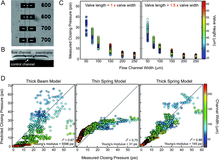 Microfluidic “push-up” valves are best modelled as suspension bridges using a “thick spring” model. (A) Photograph showing six valves of different lengths with a single pressure applied across all of them. The 700 μm long valves are closed completely, but the 600 μm valves are not. (B) Microscope image of a single push-up valve in cross-section showing the flow channel, control channel, and membrane separating them. (C) Measured closing pressure as a function of flow channel width for control valves that are either the same width as the flow channel (left panel), or 1.5 times as wide as the flow channel (right panel). The color of each data point corresponds to the measured flow channel/valve height. (D) Predicted closing pressures plotted versus actual measured closing pressures for 3 different physical valve models: thick beam model (left), thin spring model (middle), and thick spring model (right). The color of each data point corresponds to the measured flow channel width.