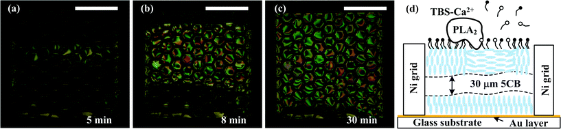 100 nM PLA2 solution in TBS-Ca2+ was introduced into the sensing microchannel by an external syringe pump at a flow rate of 20 μL min−1 (0.4 mm s−1). Interaction between PLA2 and the monolayer of DLPC induced orientational transition of the 5CB mesogens, resulting in a gradual change of the appearance of the LC grids from dark to bright and colourful. The whole process took ∼30 min. Scale bar: 1 mm.