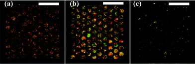 POM images of the sensing process for 10 mM DTAB surfactant with a DMOAP coated device. (a) The sensing channel was filled with LC; (b) the sensing channel was flushed with DI-water, a LC thin film was created within the Ni grid structure at the bottom of the channel; (c) surfactant solution was introduced into the channel. Scale bar: 1 mm.