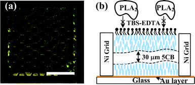 PLA2 solution without Ca2+ was introduced into the microfluidic channel by an external syringe pump. The orientation of the LC molecules in the grid structure did not change even after 40 min of exposure to the solution, and under cross-polar observation, the LC remained dark. Scale bar: 1 mm.