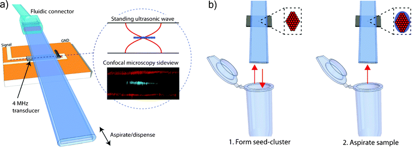 (a) An overview of the capillary-based system for non-contact acoustic trapping. A miniaturized 4 MHz piezoelectric transducer locally actuates the cross-sectional resonance of 0.2 × 2 mm capillary. Particles were trapped in non-contact mode above a miniaturized transducer in the pressure node of the standing acoustic wave. Confocal microscopy confirmed that the beads (green fluorescence) were levitated in the center of the channel (red reflections from water–glass interface). (b) Seed particles were aspirated and trapped, forming a thin layer (1) and the sample containing E. coli was subsequently aspirated and trapped (2).