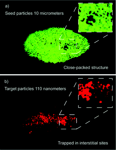 (a) Seed cluster before nanoparticle capture; 10 μm polystyrene beads. (b) Capture of red fluorescent nanoparticles in the central region of the seed cluster. The inset shows that the nanoparticles are located in the interstitial sites of the close-packed seed cluster.