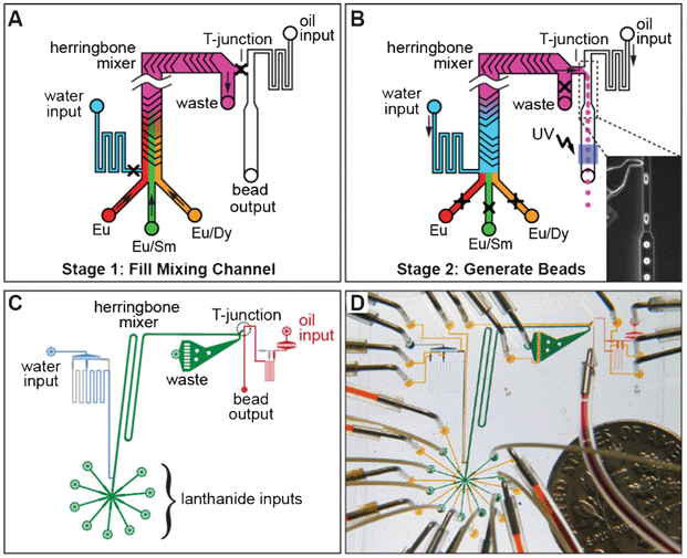 Microfluidic bead synthesizer. (A) Stage 1 of bead synthesis. Mixtures of lanthanide nanoparticles (Eu alone (red), Eu/Sm (green), Eu/Dy (orange)) suspended in pre-polymer bead mixture flow into a microfluidic device at controlled ratios and are mixed on chip using a staggered herringbone mixer. (B) Stage 2 of bead synthesis. Water (blue) pushes the lanthanide mixture (pink) towards a T-junction containing a continuously flowing oil stream, producing droplets (shown in microscope image, inset). Droplets are polymerized into beads via illumination with UV light and collected for later use. (C) CAD drawing of the flow channels of the device showing the lanthanide inputs and herringbone mixer (green), water input and resistor (blue), and oil input and bead output (red). (D) Photograph of the bead synthesizer microfluidic device with food coloring in the channels and a dime for scale. Flow channels are colored as in panel C; control lines used to open and close on-chip valves are shown in yellow.