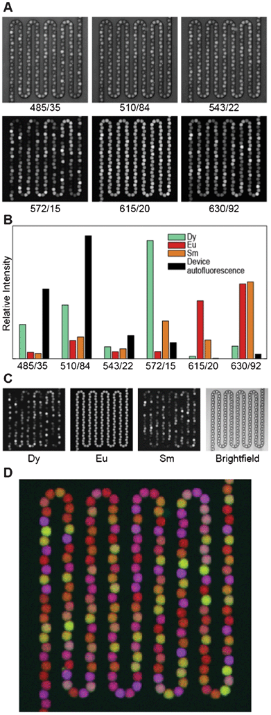 Analysis procedure. (A) Raw data in each of the six luminescence channels. Data are scaled linearly. Each channel is labelled by the center wavelength/passband width (in nm) of the imaging filter. (B) Reference spectra used for unmixing. (C) Left: Linearly scaled black and white images of unmixed data from each channel (Dy, Eu, and Sm), with black set to the minimum intensity in the image and white set to the maximum intensity. Right: Bright field image of the same field of view. (D) False color overlay of Dy, Eu, and Sm luminescence, colored blue, red, and green, respectively, with scaling as in Panel C.