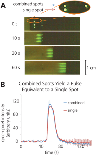 Reagents can be printed separately and combined upon rehydration by patterning sequential spots along the direction of flow. A) Time lapse images illustrating the combination of sequential rehydrated 17.5 ng 488SA spots, alongside rehydration of a single 35 ng 488SA spot. B) Plot of average fluorescence intensity vs. time at 2.5 cm downstream from the initial spot location, illustrating that separately printed spots combine to form a pulse equivalent to that created by a single rehydrated spot. (n = 3).