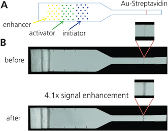 Combining gold enhancement reagents patterned on strip. A) Schematic of patterning. Yellow = enhancer, green = activator, blue = initiator. Spots were arrayed for minimal disruption to flow. B) Images of pre- and post-enhancement of a 1.25 OD gold-streptavidin line. After running for 30 min, the enhanced signal was 4.1x the initial signal, using grayscale intensity.
