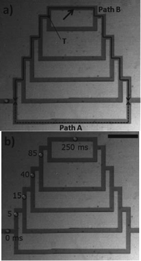 A bubble in a branched microfluidic network chooses longer path B over path A. Scale bar: 1 mm. Figure adapted and reprinted with permission from the Royal Society of Chemistry from Choi et al.6