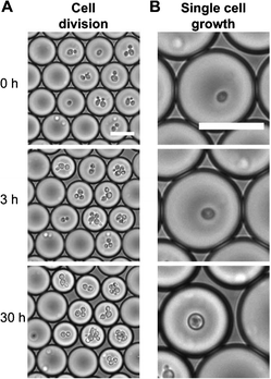 Droplets shrink with time as encapsulated cells consume solutes and lower the solute concentration: cell division (A) and single cell growth (B). Scale bar: 30 μm. Figure adapted and reprinted with permission from the Royal Society of Chemistry from Hofmann et al.9