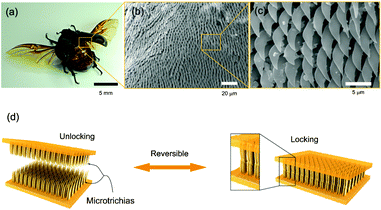 Beetle wing-locking device (a) and SEM photographs of the microtrichia (b, c). d) Schematic of the engineered wing-locking chip. Figure reprinted with permission from Pang et al.13