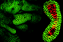 A Microfluidic Maze from Nature Micro-world submitted by Maged Serag of Nagoya University. The 3D-reconstructed confocal images show a sophisticated network (a maze) of plant microfluidic vessels.