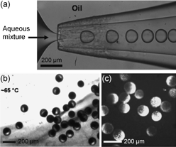 (a) Formation of droplets in a microfluidic device with a flow focusing geometry. (b, c) Janus particles with one side composed of aggregated colloidal particles. Image reproduced from ref. 23 with permission from Wiley publishing.