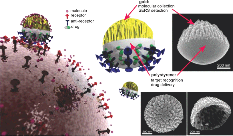 Janus particle composed of polystyrene surface and rough gold surface. It can be used as a nanoprobe for targeting, sensing, and drug delivery. Image reproduced from ref. 35 with permission from Wiley publishing.