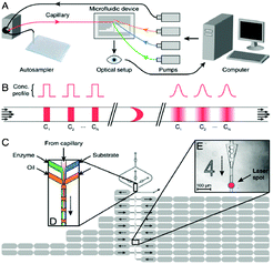 Drug screening system. a) Schematic of the experimental setup, b) concentration profiles of the pulsed compounds in the microfluidic channel, and c) device structure. Figure reprinted with permission from Miller et al.15