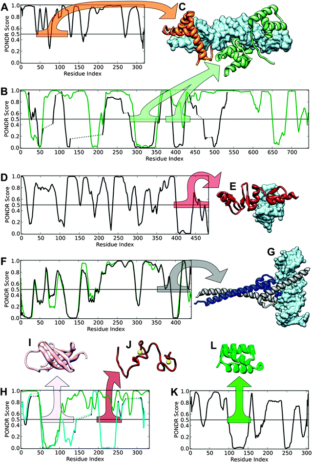 
            PONDR®VL-XT predictions and structures of mouse reprogramming transcription factors and their homologues. VLXT predictions for mouse proteins (black lines) are shown, along with predictions for the aligned human homologues (green lines) for Oct4 (B), c-Myc (F) and Lin28 (H). Structures depict domains from mouse reprogramming proteins and their homologues as variously colored ribbons, with a corresponding colored bar in the disorder prediction plot indicating the source region. In complexes with DNA, DNA is depicted as a blue surface. Disorder predictions for Sox2 (A) and oct4 and its human homolog (P14859) are shown (B) with the complex between Sox2, the human homolog of mouse Oct4, and DNA (C, PDB ID1GT0). Disorder prediction for Klf4 is shown (D) with its complex with DNA (E, PDB ID2WBS). Disorder prediction for c-Myc and its human homolog (P01106) is show (F) with its complex with max and DNA (G, PDB ID1NKP). Disorder predictions for Lin28, its human homolog (Q9H9Z2), and similar protein Y-box-binding protein (YBX, P67809, cyan line) is show (H) with the structures of the cold shock domain of YBX (I, PDB ID1H95) and the zinc-finger domain of human Lin28 (J, PDB ID2CQF). Disorder prediction for Nanog is shown (K) with the structure of its homeodomain domain (L, PDB ID2VI6).