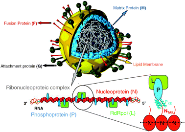 Schematic illustration of a Paramyxovirus particule. The virion is enveloped by a lipid bilayer membrane in which are inserted the glycoproteins. Beneath the envelop, the matrix protein associates with the cytoplasmic tails of the H and F proteins as well as with the ribonucleoproteic complex. This latter, made of the viral RNA, and of the N, P and L proteins, is shown below the viral particle. The encapsidated RNA is shown as a green dotted line embedded in the middle of N by analogy with RV, VSV and RSV N ∶ RNA complexes.93,94,96 The L protein is tethered onto the nucleocapsid by its cofactor, the P protein. Binding of N to P is mediated by the interaction between their NTAIL and X domains. Modified from www.uct.ac.za/Depts/MMI/Stannard/syncytia.html (Linda Stannard, Department of Medical Microbiology, University of Capetown, South Africa).