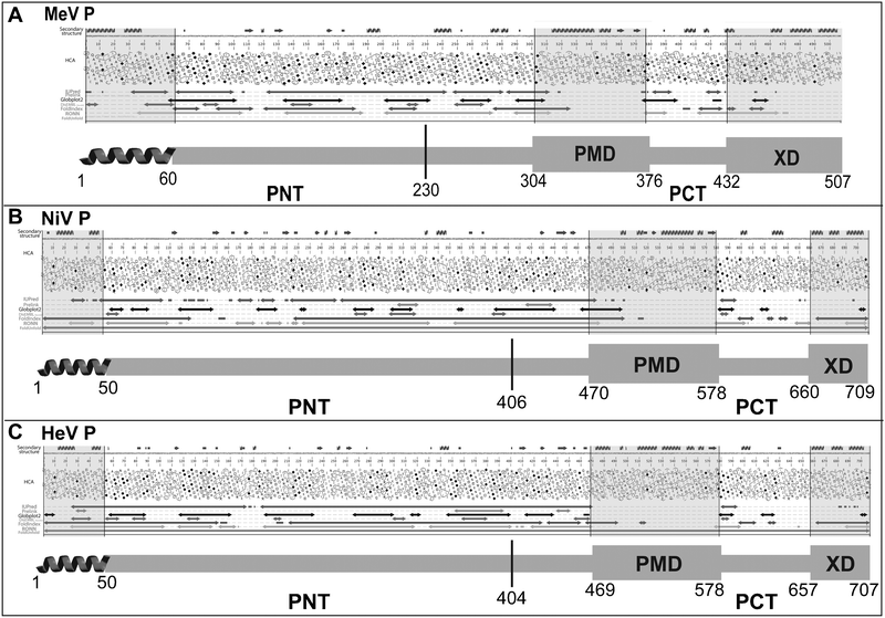 Disorder prediction and modular organization of the P proteins from MeV (A), NiV (B) and HeV (C). The output of MeDor and the inferred modular organization of P are shown on the top and bottom of each panel, respectively. The sequences are represented as single, continuous horizontal lines below the predicted secondary structure elements. Below the sequences are shown the HCA plots and the predicted regions of disorder that are represented by bi-directional arrows. Regions shaded in grey within the MeDOr output correspond to either putative N-terminal α-MoREs or structured regions (PMD and XD) within PCT. Structured and disordered regions are represented by large and narrow boxes, respectively. The vertical line separating PNT and PCT is located at the border between the region shared by the P and V proteins, and the region unique to P (see text).