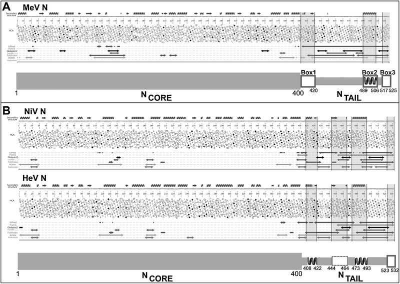 Disorder prediction and modular organization of the N proteins from MeV (A) and Henipaviruses (B). The output of MeDor and the inferred modular organization of N are shown on the top and bottom of each panel, respectively. The sequences are represented as single, continuous horizontal lines below the predicted secondary structure elements. Below the sequences are shown the HCA plots and the predicted regions of disorder that are represented by bi-directional arrows. Regions shaded in grey within the MeDOr output correspond to putative MoREs within NTAIL. Structured and disordered regions are represented by large and narrow boxes, respectively. (A) The three NTAIL boxes—namely Box1 (aa 400–420), Box2 (aa 489–506) and Box3 (aa 517–525)—that are conserved among Morbillivirus members97 are shown. The experimentally characterized α-MoRE involved in binding to XD within Box2 is shown.65 (B) Two putative α-MoREs (aa 408–422 and aa 473–493) with the second one corresponding to the well-characterized α-MoRE of MeV-NTAIL, are shown. A putative irregular MoRE (I-MoRE) (aa 523–532) and a putative MoRE of dubious state (aa 444–464, see region contoured by a dashed line) are also shown.