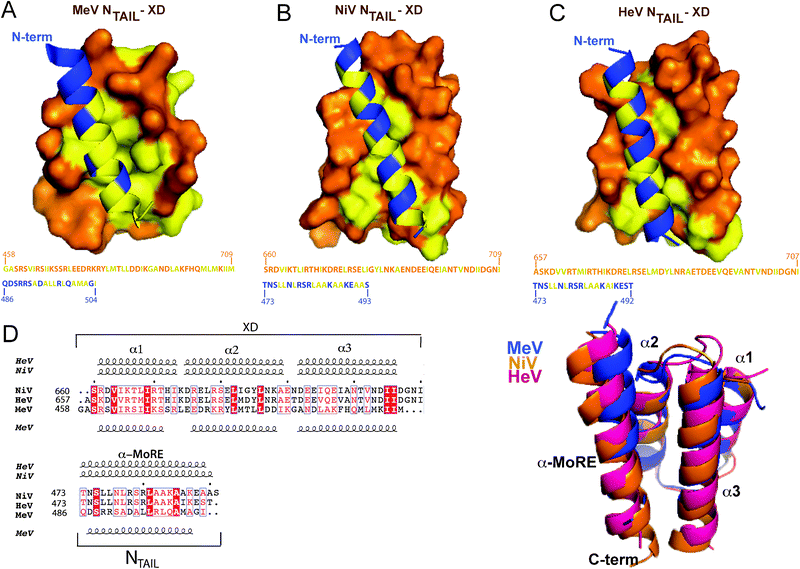 Structure of NTAIL–XD complexes. (A) Structure of the MeV chimeric NTAIL–XD construct (PDB code 1T6O)65 in which MeV XD (amino acids 459–507 of P) is shown in orange with surface presentation and the α-MoRE of NTAIL (residues 486–504 of N) is shown in blue with ribbon representation. Hydrophobic residues are shown in yellow. The amino acid sequence of XD and of the α-MoRE are shown with the same color code. Structural models of the NiV (B) and HeV (C) NTAIL–XD complexes, in which the NTAIL region predicted to adopt an α-helical conformation (amino acids 473–493 for NiV and 473–492 for HeV) is shown in blue with ribbon representation, while XD is shown in orange with surface representation. Hydrophobic residues are shown in yellow. The amino acid sequences of XD and of the α-MoRE are shown with the same color code. (D) Superimposition of the structural models (ribbon representation) of the NTAIL–XD complexes of HeV (pink) and NiV (orange) onto the crystal structure of the MeV chimeric construct (blue). A multiple sequence alignment of Henipavirus and MeV NTAIL and XD as obtained using ClustalW156 and ESPript157 is also shown. Residues corresponding to a similarity greater than 60% are boxed and shown in red. Identical residues are boxed and shown in white on a red background. The numbers written in front of the sequences correspond to the amino acid positions in the P and N sequences. Dots above the alignment indicate intervals of 10 residues. Predicted secondary structure elements, as obtained using the PSIPRED server,158 are shown above the multiple sequence alignment. Secondary structure elements, as observed in the crystal structure of the MeV chimeric construct (PDB code 1T6O) are shown below the alignment. All structural models were drawn using PyMOL.159 Modified from ref. 23.