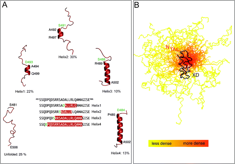 (A) Ensemble description of the MeV NTAIL α-MoRE. Four conformational states of the free form of MeV NTAIL, as derived by NMR spectroscopy, are represented by cartoon structures. All helices are stabilized by N-capping interactions through aspartic acids or serines (green residues). The location of the helices within the molecular recognition element is shown in the primary sequence. Modified from ref. 100. (B) Ensemble description of MeV XD in complex with the 488–525 region of NTAIL. Model of the partly disordered MeV NTAIL–XD complex as a conformational ensemble representing the 50 best-fit structures of the 488–525 region of NTAIL in complex with XD. The NTAIL conformers are depicted with a color gradient ranging from yellow to red with increasing structural density, while XD is shown in black. Modified from ref. 119.