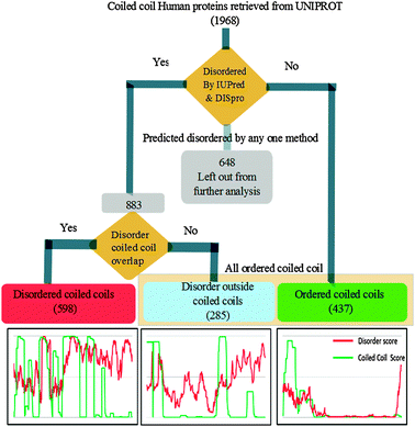 Workflow depicting the categorization of proteins as disordered coiled coils (DisCCs), ordered coiled coils (OCCs) and disorder outside coiled coil domains (DOCCs).