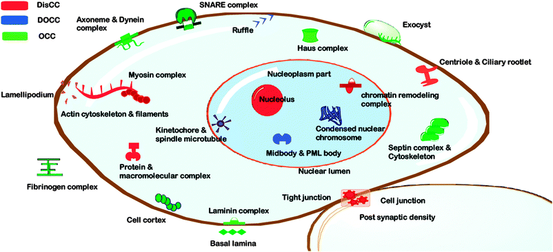 Enrichment of different categories of coiled coil proteins in various cellular components as found by gene ontology analysis. The disordered coiled coils (DisCCs) are shown in red, ordered coiled coils (OCCs) in green and disorder outside coiled coils (DOCCs) in blue.