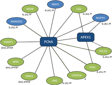 Subset of PCNA interaction dataset returning LIG_PCNA ELM. Selected proteins that interact with proliferating cell nuclear antigen (PCNA) with evidence types. Black double-line, “complex-enriched” interaction; green dashed line, yeast-two hybrid; single black line, other interaction evidence. With the exception of APEX1, interactions between spokes are not shown. Spokes containing annotated occurrences of the ELM LIG_PCNA are highlighted in green. Variants of the LIG_PCNA SLiM returned by SLiMFinder analysis are shown next to each hub. *, WRN returns LIG_PCNA variants but the positions of the two occurrences do not match that in the ELM database.