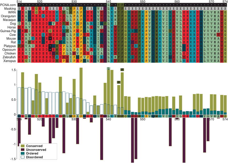 Predicted LIG_PCNA occurrence in WRN. The upper panel shows an alignment of a region of human Werner syndrome, RecQ helicase-like (WRN) with predicted vertebrate orthologues, centred on the SLiM occurrence. The lower panel plots Relative Local Conservation (RLC) and IUPred disorder prediction scores for each residue. Residues designated “unconserved” (RLC < 0) and/or “disordered” (IUPred < 0.2) were masked out of the analysis (X in the “Masking” row of the alignment).