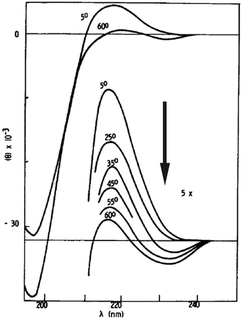 
          UV-CD
          spectrum of poly-l-lysine measured as a function of temperature. Taken from ref. 48 and modified.