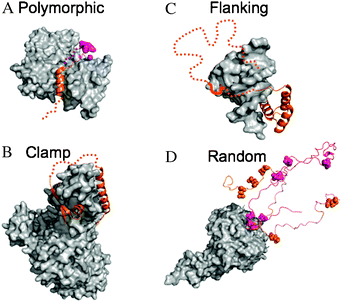 Examples of different structural categories of fuzzy complexes. The IDPs are shown by orange and magenta, fuzzy regions are represented by dotted lines. The binding partners are displayed as gray surfaces. (A) Polymorphic complex: the WH2 domain of Wiskott–Aldrich syndrome protein interacts with actin in alternative locations: via an 18 residue segment (orange; PDB code 2a3z) or via only 3 residues (magenta; PDB code 2ff3). (B) Clamp complex: the nonsense mediated decay factor UPF2 binds to UPF1 via two structured regions (PDB code 2wjv) and the connecting linker remains ambiguous in the complex (dotted line). (C) Flanking complex: DNA-binding by the transcription factor Ultrabithorax is strongly influenced by various disordered regions that flank the structured homeodomain. Interactions with another, Extradenticle homeodomain are mediated by a short motif (shown by bold line) located in a clamp-like region (PDB code 1b8i). (D) Random complex: the cyclin-dependent kinase inhibitor Sic1 has nine phosphorylation sites that interchange upon contacting Cdc4. Contacts with two of them, T45 and S76, are shown by orange and magenta respectively. The phosphorylation sites are represented by spheres (as a courtesy of Dr Tanja Mittag).