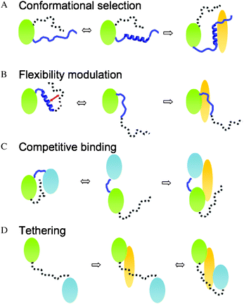 Four mechanisms how ID segments modulate binding via transient interactions. (A) Conformational selection: the ID segment shifts conformational equilibrium of the interface towards a binding-competent form. (B) Flexibility modulation: the ID segment frustrates the interaction network, which includes the binding region. This modulates the flexibility of the interface and in turn, the binding affinity. (C) Competitive binding: the ID segment interacts with the binding region and masks the contacting residues. (D) Tethering: the ID segments anchor the second binding region (e.g. weak-affinity region) to the partner.