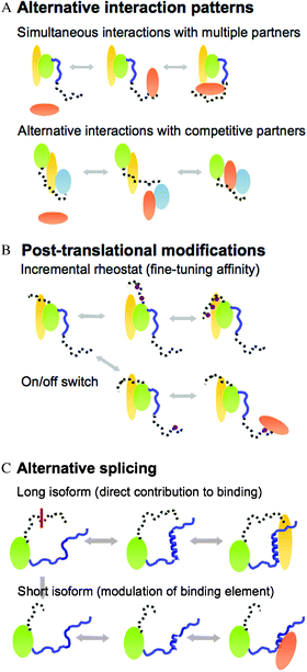 Three basic regulatory schemes enabled by fuzziness. (A) Alternative interaction patterns: simultaneous interactions with multiple partners (upper) or alternative contacts with different partners (lower). (B) Regulation by post-translational modifications, which fine-tune the affinity of the complex (upper) or work as an on/off switch (lower) (covalent attachments are shown by purple circles). (C) Alternative splicing, which changes the length of the fuzzy region. The long isoform directly contributes to binding (upper), whereas the short isoform modulates the conformational equilibrium of the binding region (lower).